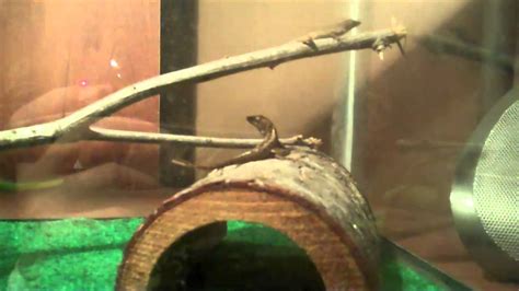 Brown Anole care - YouTube