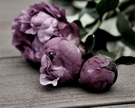 Flower Photography Print, Peony Photo, Large Art Print, Mauve Grey Dusty Pink Plum Color Wall ...