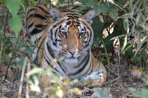 Wildlife Photography in The Kanha National Park of Madhya Pradesh