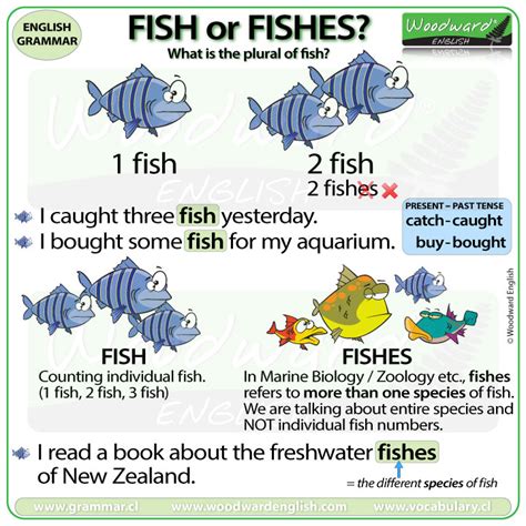 The plural of FISH – Fish or Fishes? | Woodward English