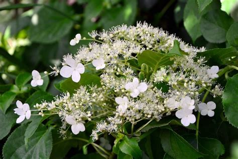 How to prune a hydrangea | Thompson & Morgan