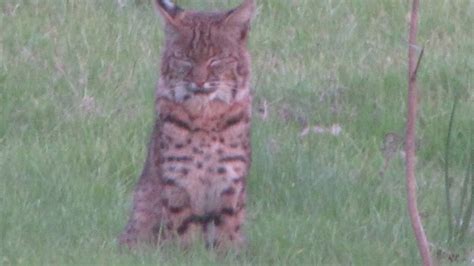 Bobcat: Why habitat is important.