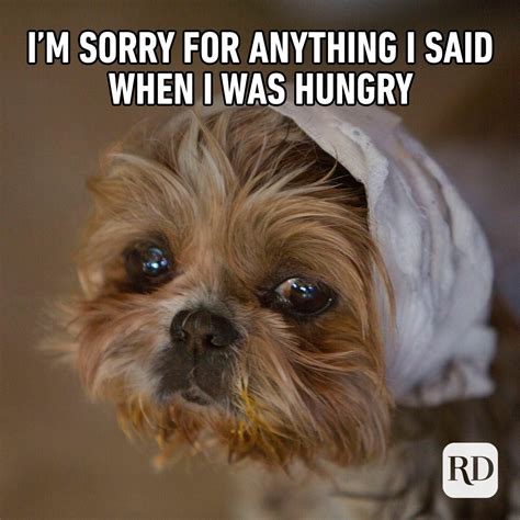 40 Funny Animal Memes | Reader's Digest