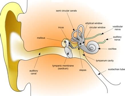 What Are the Treatments for Floating Ear Crystals? | eHow