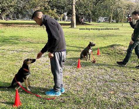 Training Your Dog To Stay Step-by-Step Guide