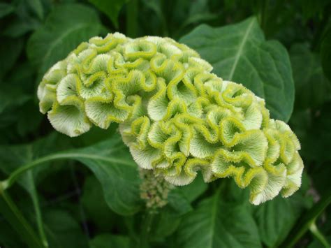 Celosia Deco 4 | Celosia flower, Flower seeds, Green wedding flowers