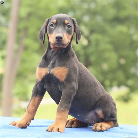 Muscular Doberman Pinscher