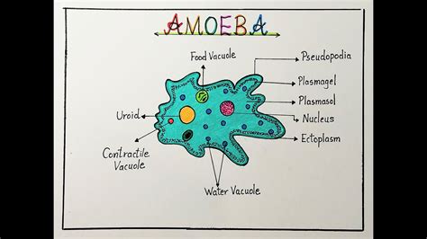 How to draw and label Amoeba diagram step by step l Amoeba labeled ...