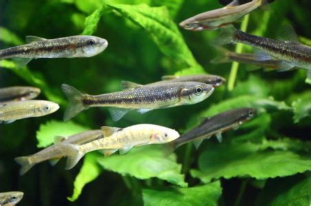 The Most Common Types of Minnows - Henneke Fish Hatchery