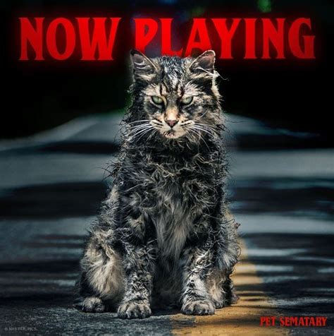 Pet Sematary (2019) | Pet sematary, Cat movie, Pets