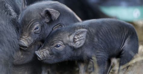 Race to save rare breed of pig hinges on eating them