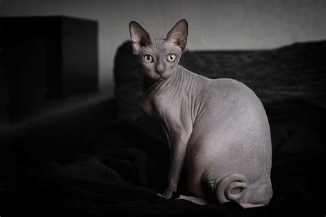 How Long Do Sphynx Cats Live? Average Lifespan, Data & Care | Hepper