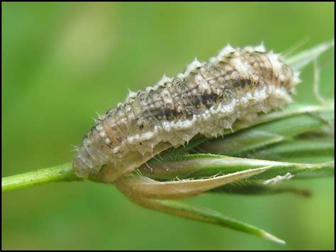 Diptera.info - Discussion Forum: Larvae Syrphidae 6