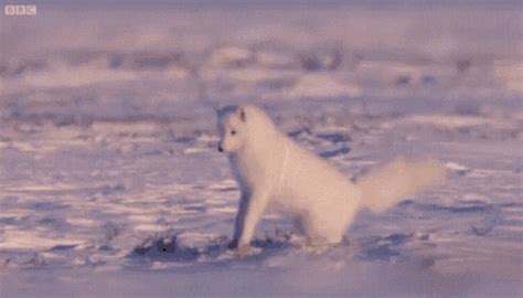 Arctic Fox Hunting In Snow GIFs | Tenor