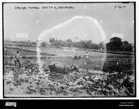 Carabao Plowing rice field, Philippines Stock Photo - Alamy