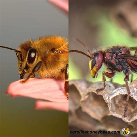 Honey bee vs Yellow Jacket - Comparison - Carolina Honeybees