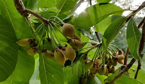 Mahua Tree: Grow and care tips for Madhuca Longifolia