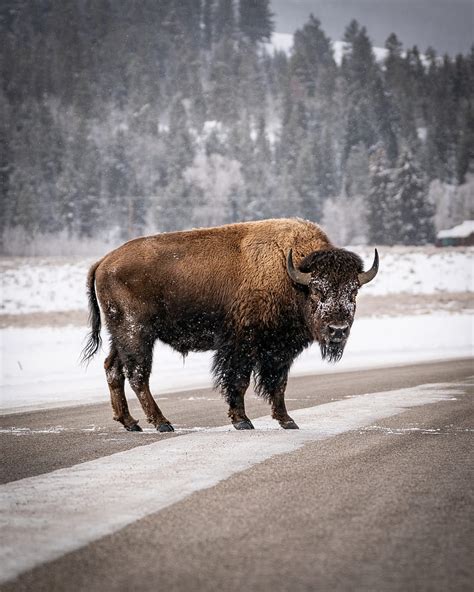 Bison, Winter Bison HD phone wallpaper | Pxfuel