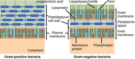 Structure of Prokaryotes: Bacteria and Archaea | OpenStax Biology 2e