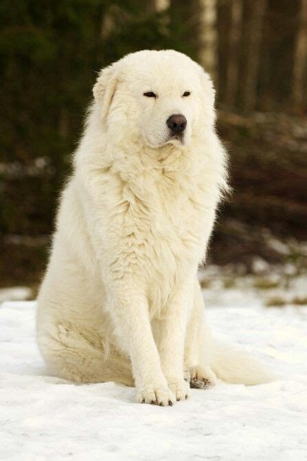 8 Great pyrenees pics and grooming ideas | great pyrenees, dogs, grooming