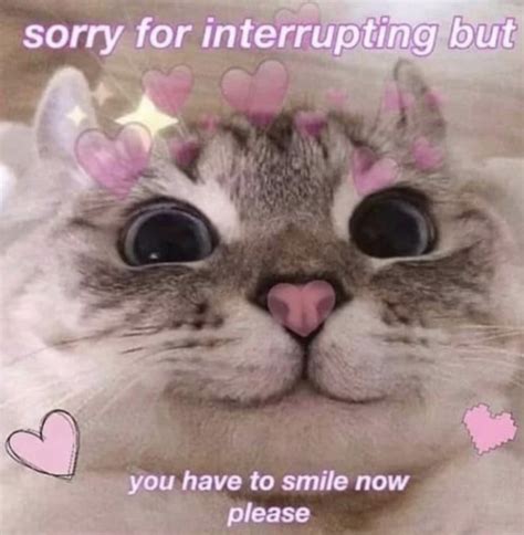 sorry but.. | /r/wholesomememes | Wholesome Memes | Know Your Meme