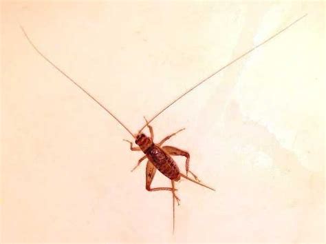 Why Cricket and Roach Control is SO IMPORTANT in Greater Phoenix AZ ...