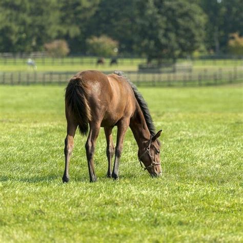 Horse Pasture Seed Mix - Great Basin Seed - pasture for horses