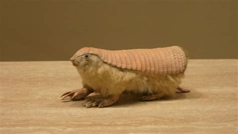 The Pink Fairy Armadillo Is as Mystifying as Its Name | HowStuffWorks