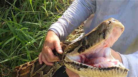 Florida biologists discuss capture of largest python on state record ...