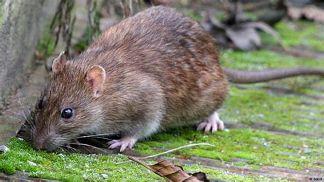 South Georgia fights a plague of rats | All media content | DW | 22.09.2017