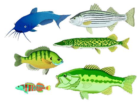 Free Fish Pond Cliparts, Download Free Fish Pond Cliparts png images, Free ClipArts on Clipart ...