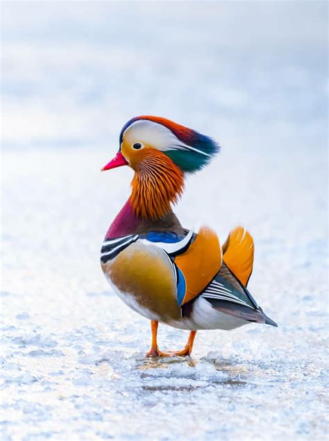 Mandarin duck, Animals beautiful, Duck photo