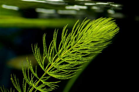 Natural Hornwort Plant ( Ceratophyllum Demersum) Aquatic Plant - Sakher ...