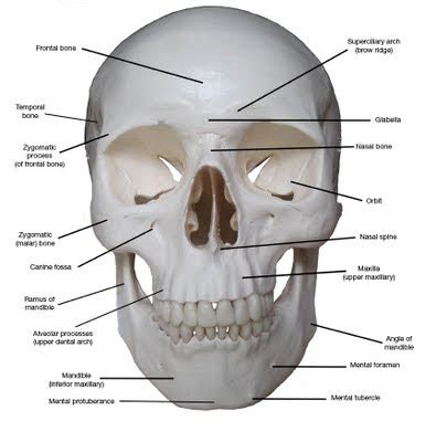 Kreated by Krause: Artistic Anatomy Part 1: Frontal Skull Bones