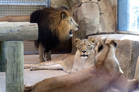 Lion Habitat Opens - Potawatomi Zoo