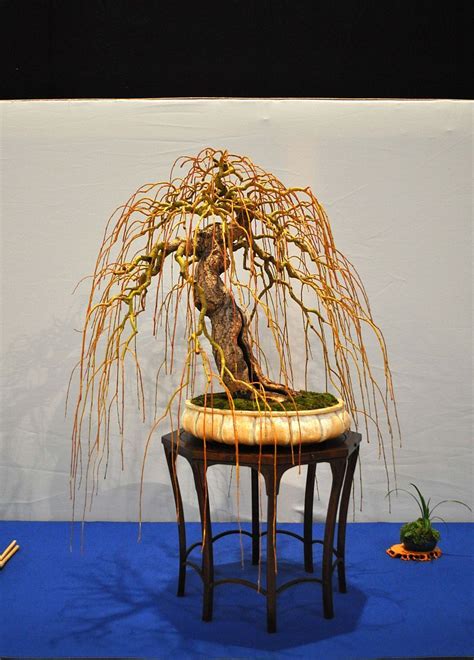 Weeping willow bonsai with proper ramification. | Weeping bonsai ...