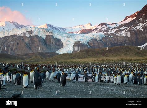 Sunrise at Gold Harbour, South Georgia Island Stock Photo - Alamy