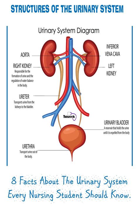 8 Facts About The Urinary System Every Nursing Student Should Know. | Basic anatomy and ...