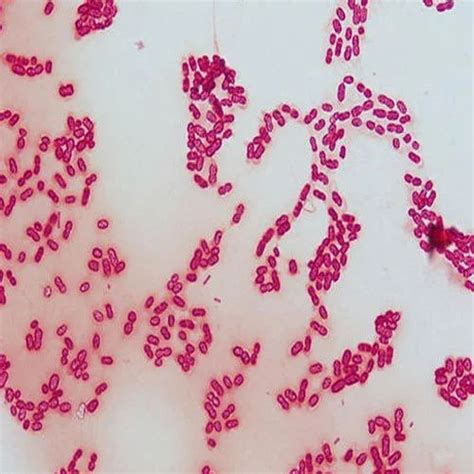 Azotobacter Bacteria