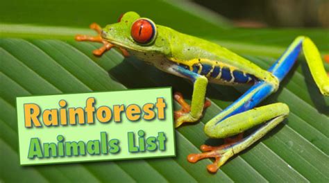 Rainforest Animals List With Pictures, Facts & Information