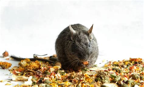 What Do Degus Eat? A Complete Guide – thepetsavvy.com