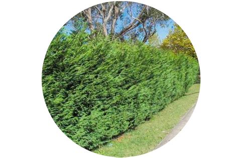 Leyland Cypress Hedge | A Perfect Privacy Screen - PlantingTree