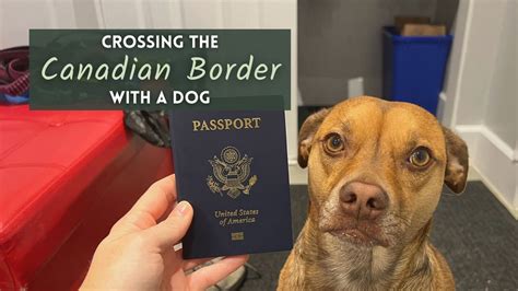 Crossing the Canadian Border with a Dog: What You Need