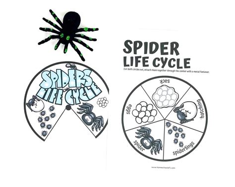 Life Cycle Of A Spider For Kids