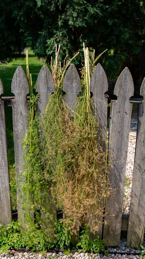 Grow and Harvest Your Own Coriander Seeds • Gardenary