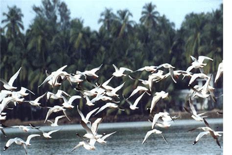 Olango Island Wildlife Sanctuary, Philippines - Dr Prem Travel ...