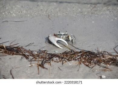 Fiddler Crabs Most Common Crab Salt Stock Photo 2220318171 | Shutterstock