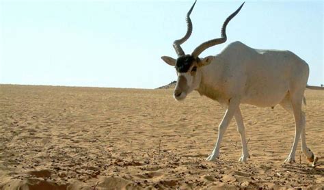 Addax Antelopes on the Brink of Extinction - One Health and Development Initiative (OHDI)