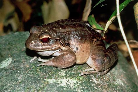 Mountain Chicken Frog Photograph by Dr Morley Read/science Photo Library.