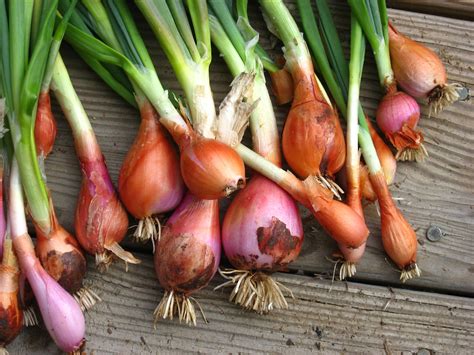 When to Harvest Onions | Garden Guides